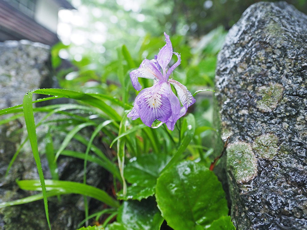 雨の上高地